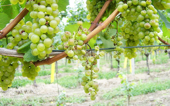 La commune d'Yvorne en lutte contre la flavescence dorée dans son vignoble