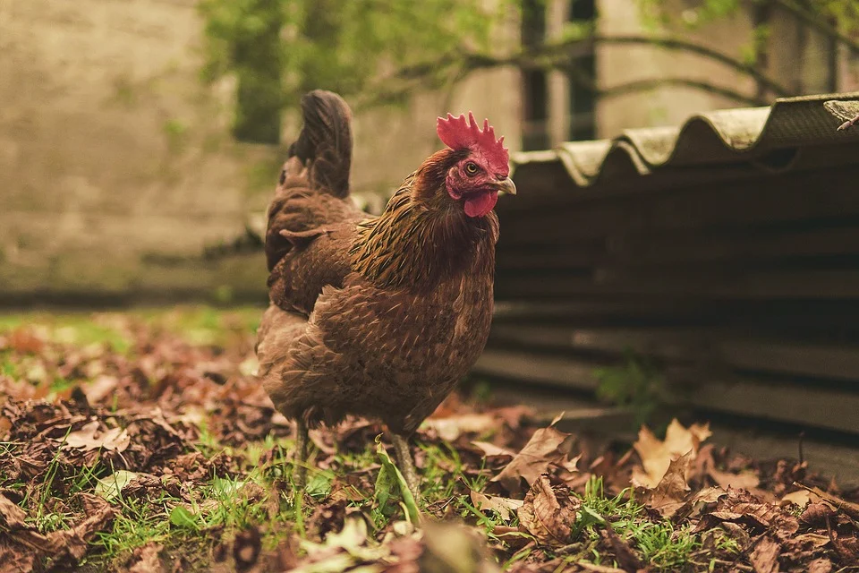 Grippe aviaire: le Valais appelle les détenteurs de volaille à la prudence