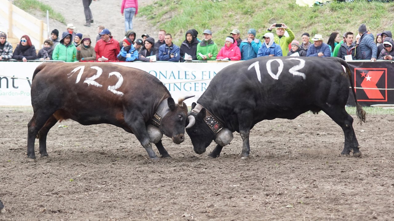 La saison 2021 des combats de reines est suspendue