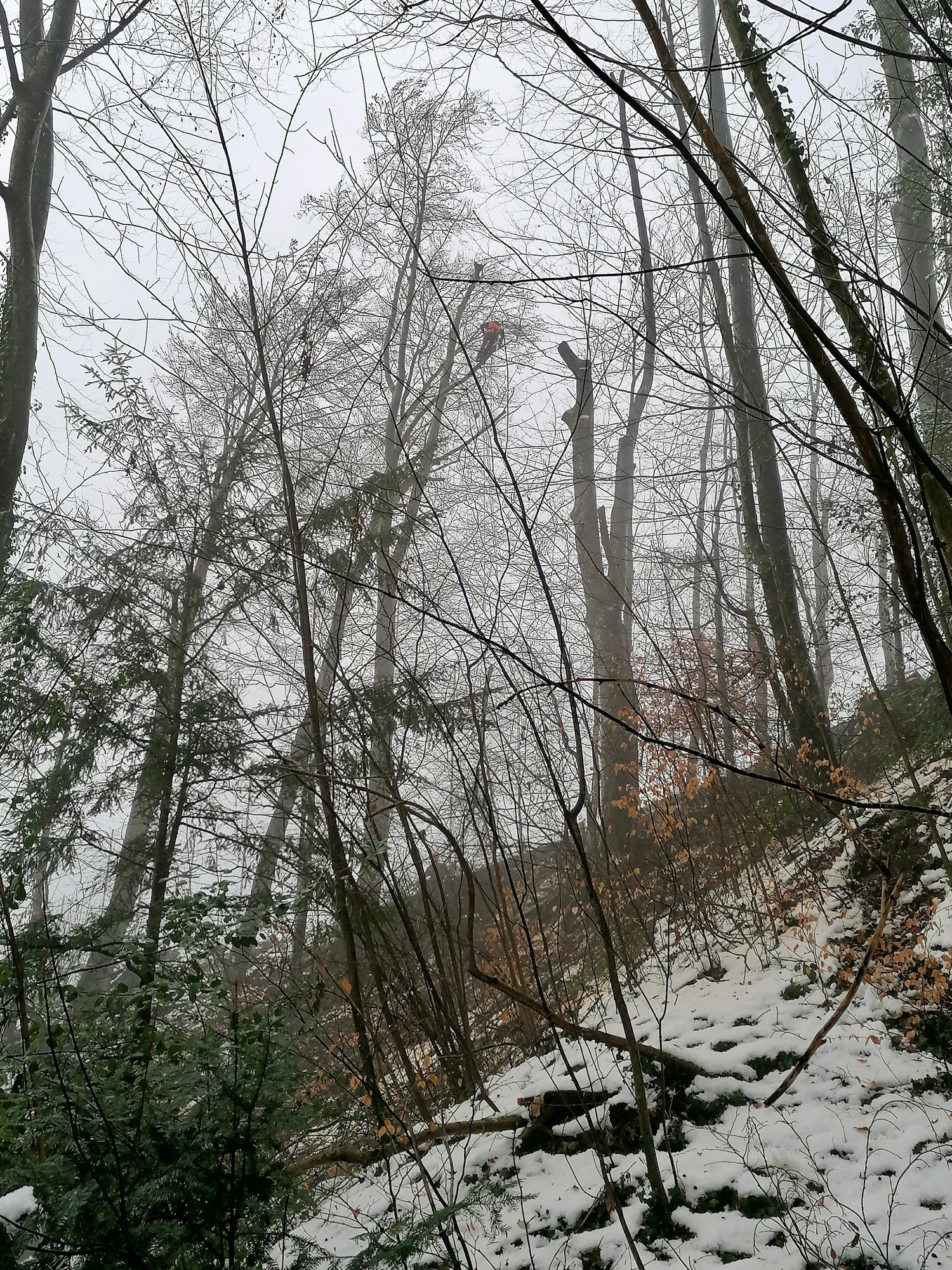 Vevey poursuit l’entretien de ses forêts