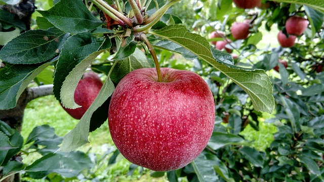 Le Valais va économiser les produits phytosanitaires dans ses vergers