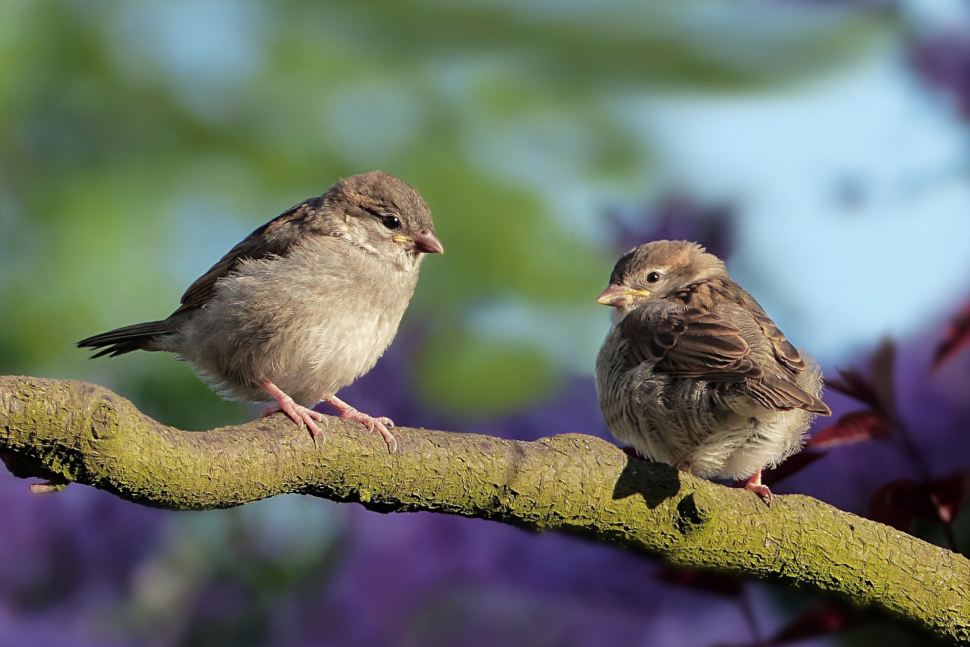 Températures élevées: les oiseaux peu touchés en cas de retour du gel