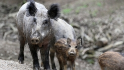 La protection suisse des animaux juge le Zoo des Marécottes plutôt positif à l'exception de deux enclos