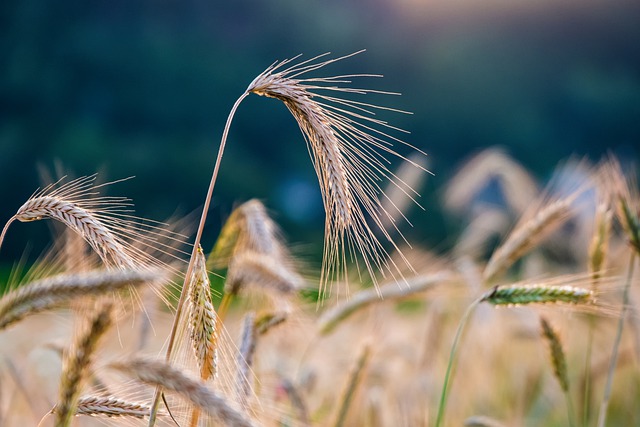 Le Valais lance son plan d’action bio