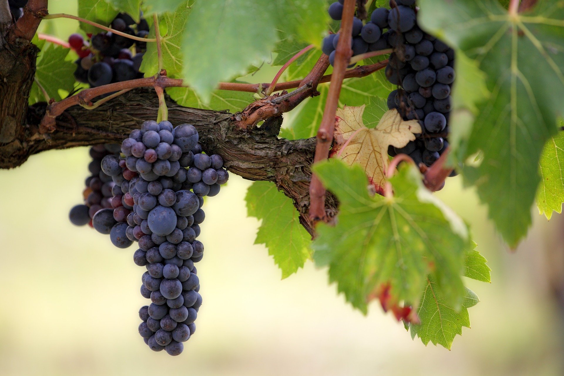 Assemblée générale de l'Interprofession de la Vigne et du Vin du Valais