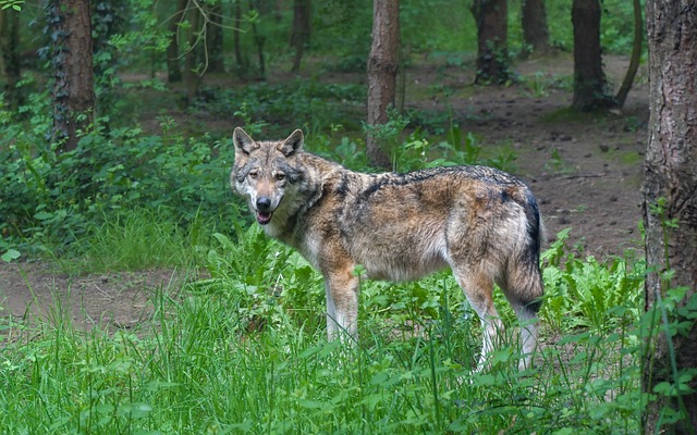 Le Valais garde un œil sur le loup