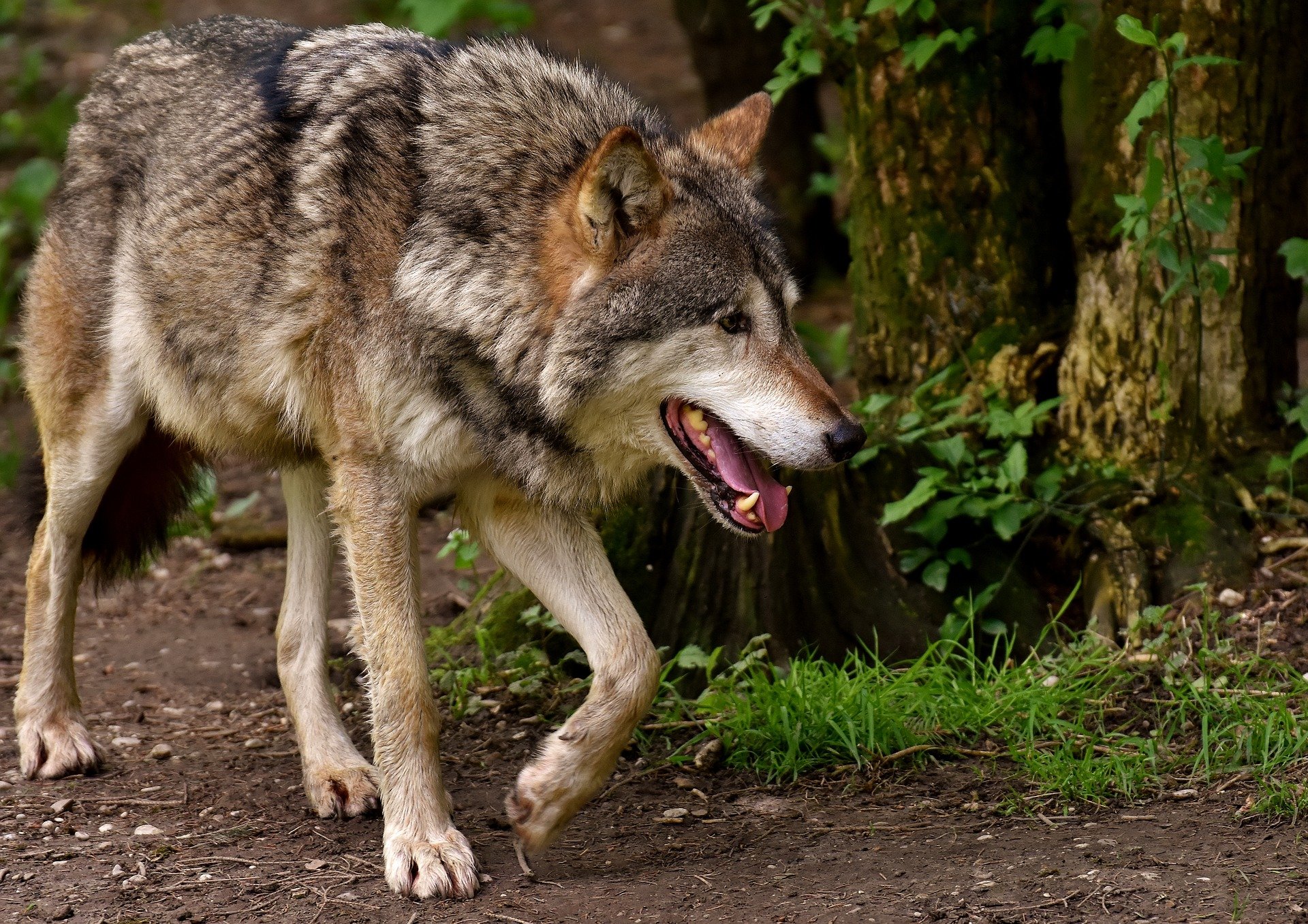 Le Grand Conseil valaisan demande une régulation du loup