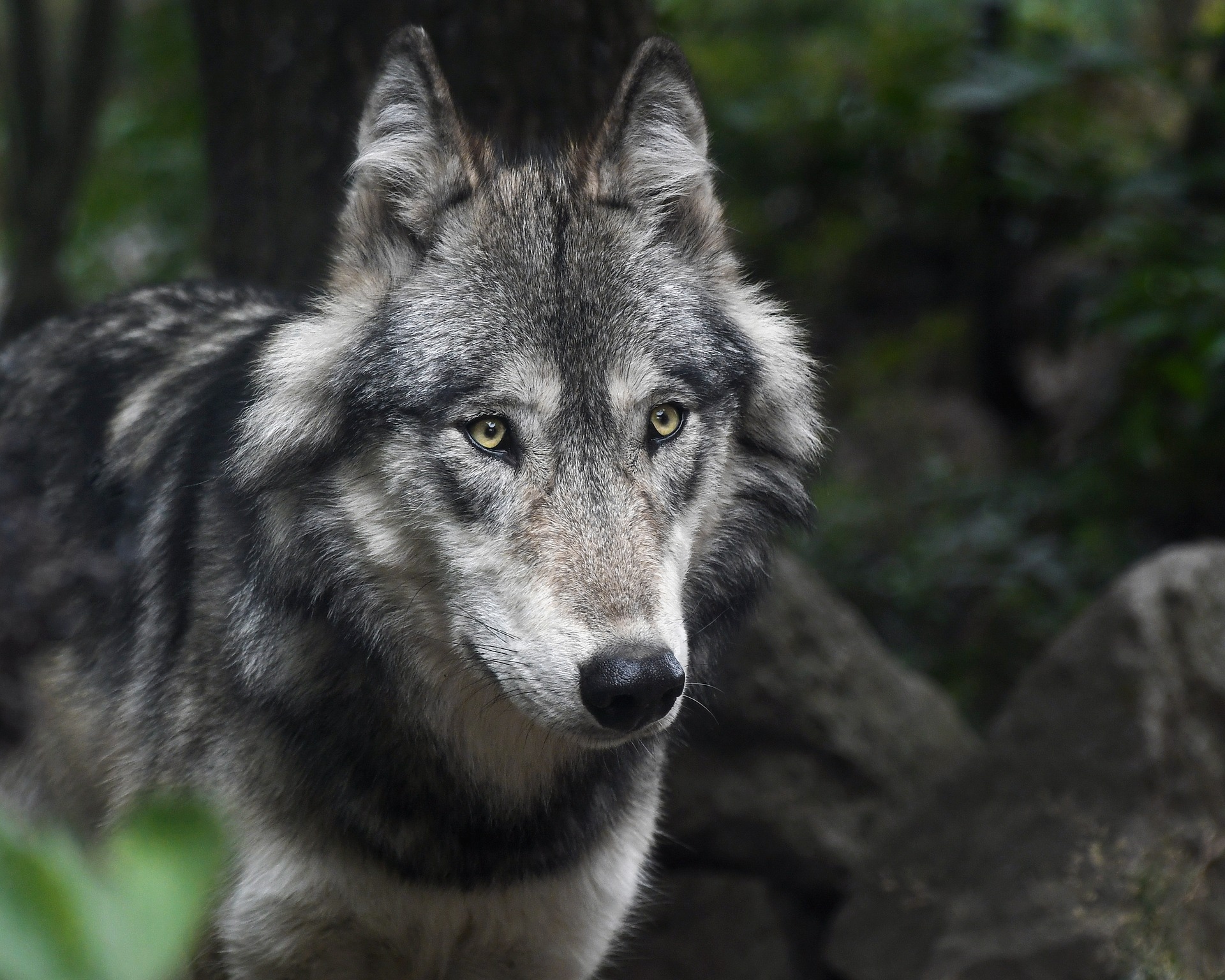 Tir d'un loup ordonné en Valais