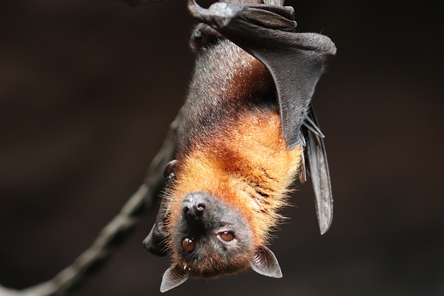 La 25e nuit internationale des chauves-souris a lieu le dernier week-end du mois d’août