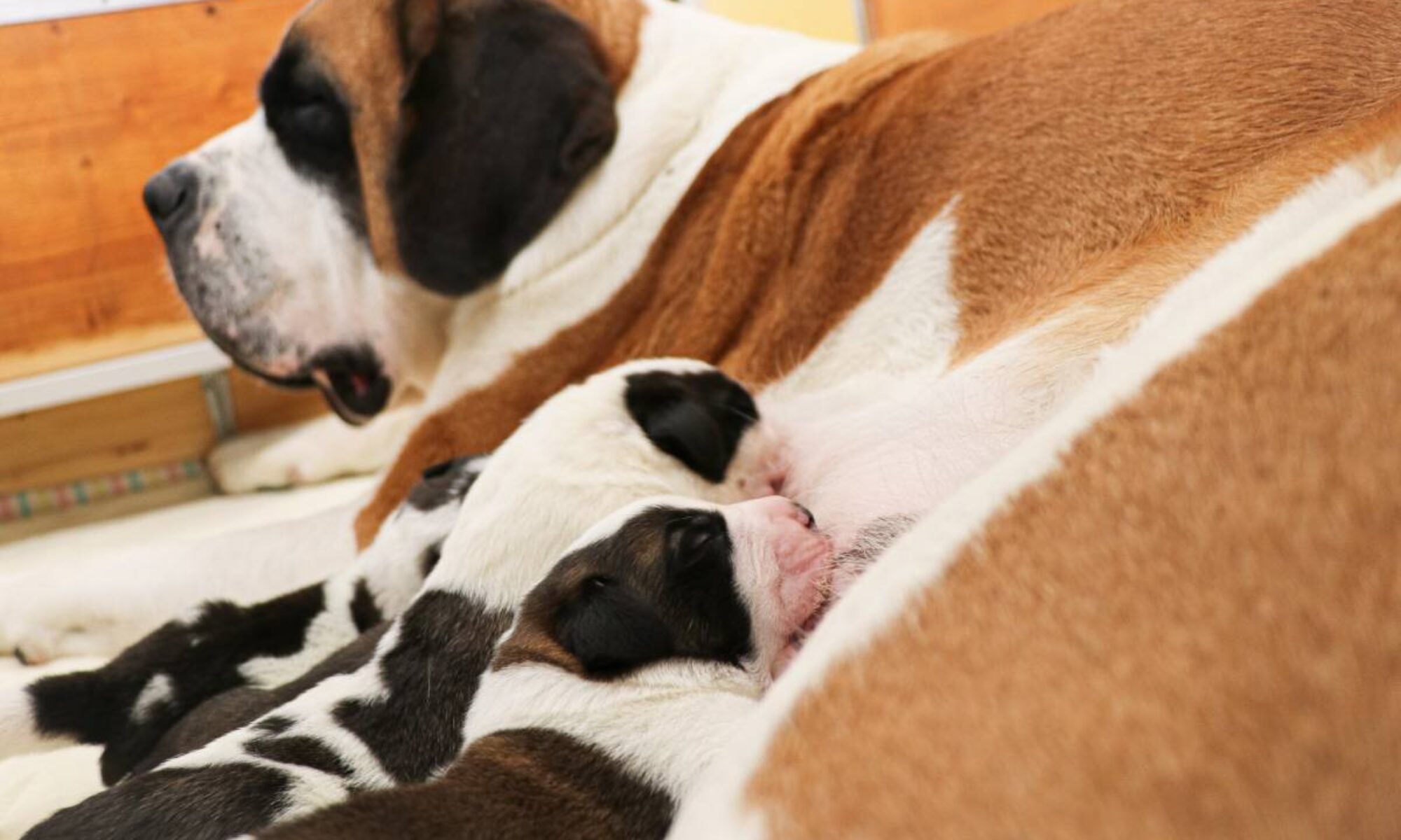 Quatre petits chiots Saint-Bernard sont nés vendredi dernier à la Fondation Barry de Martigny