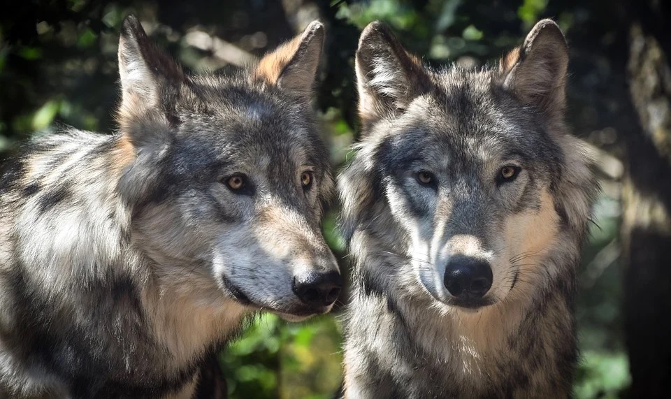 Vaud et Valais peuvent tirer deux loups