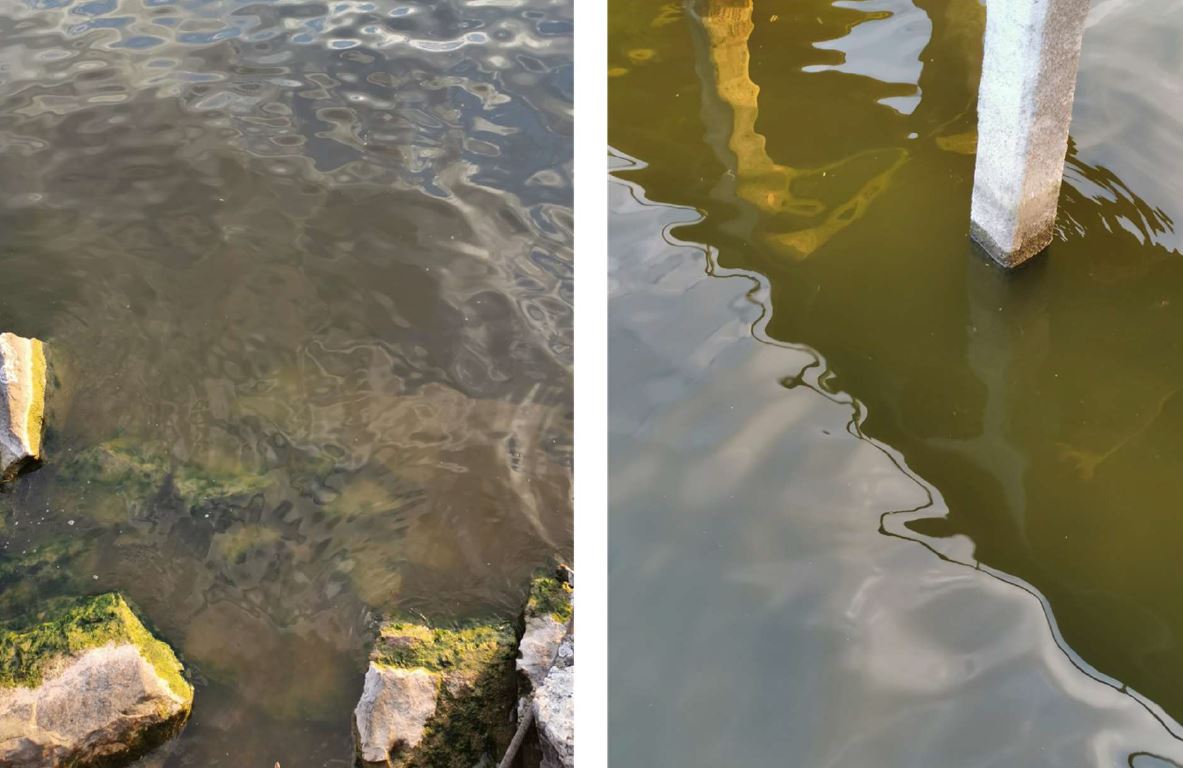 La CIPEL informe qu'elle surveille la microalgue non-toxique qui a proliféré cette semaine dans le Léman