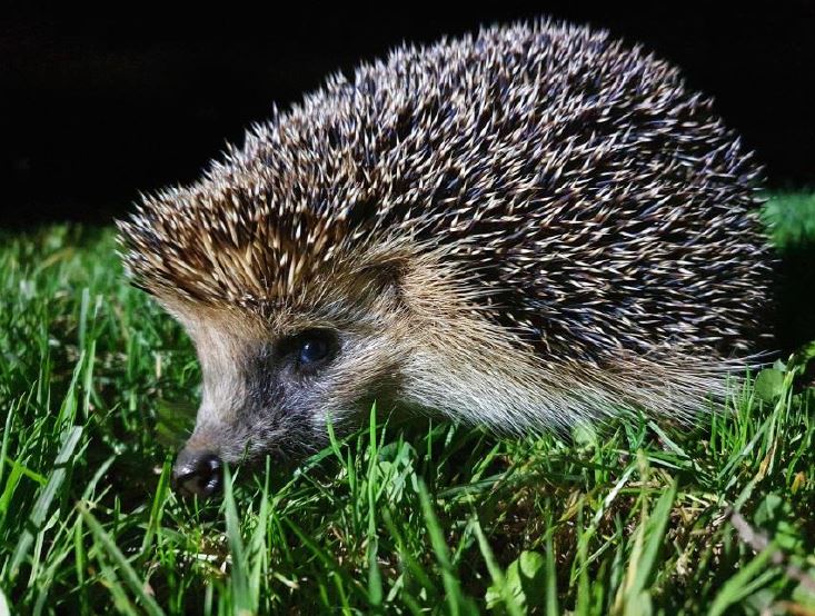 Des balades pour suivre la trace des hérissons dans les Alpes vaudoises et apprendre à les protéger