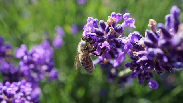 Les Vert∙e∙s vaudois∙es se réjouissent de la création d’une loi spécifiquement consacrée à la protection du patrimoine naturel et paysager