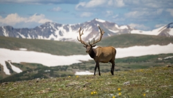 En Valais, le Plan de régulation du cerf est quasiment atteint