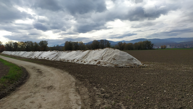 Les producteurs de betterave de la plaine du Rhône vont bénéficier d'un soutien de la Confédération