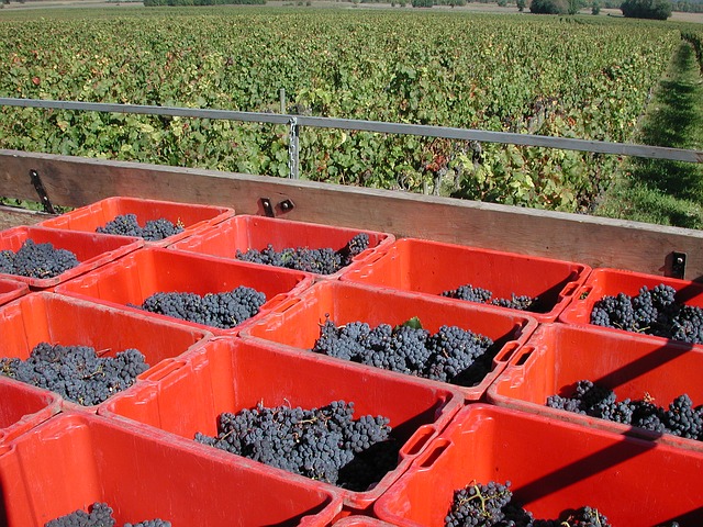 De mémoire de vigneron, jamais une récolte n’aura été aussi faible
