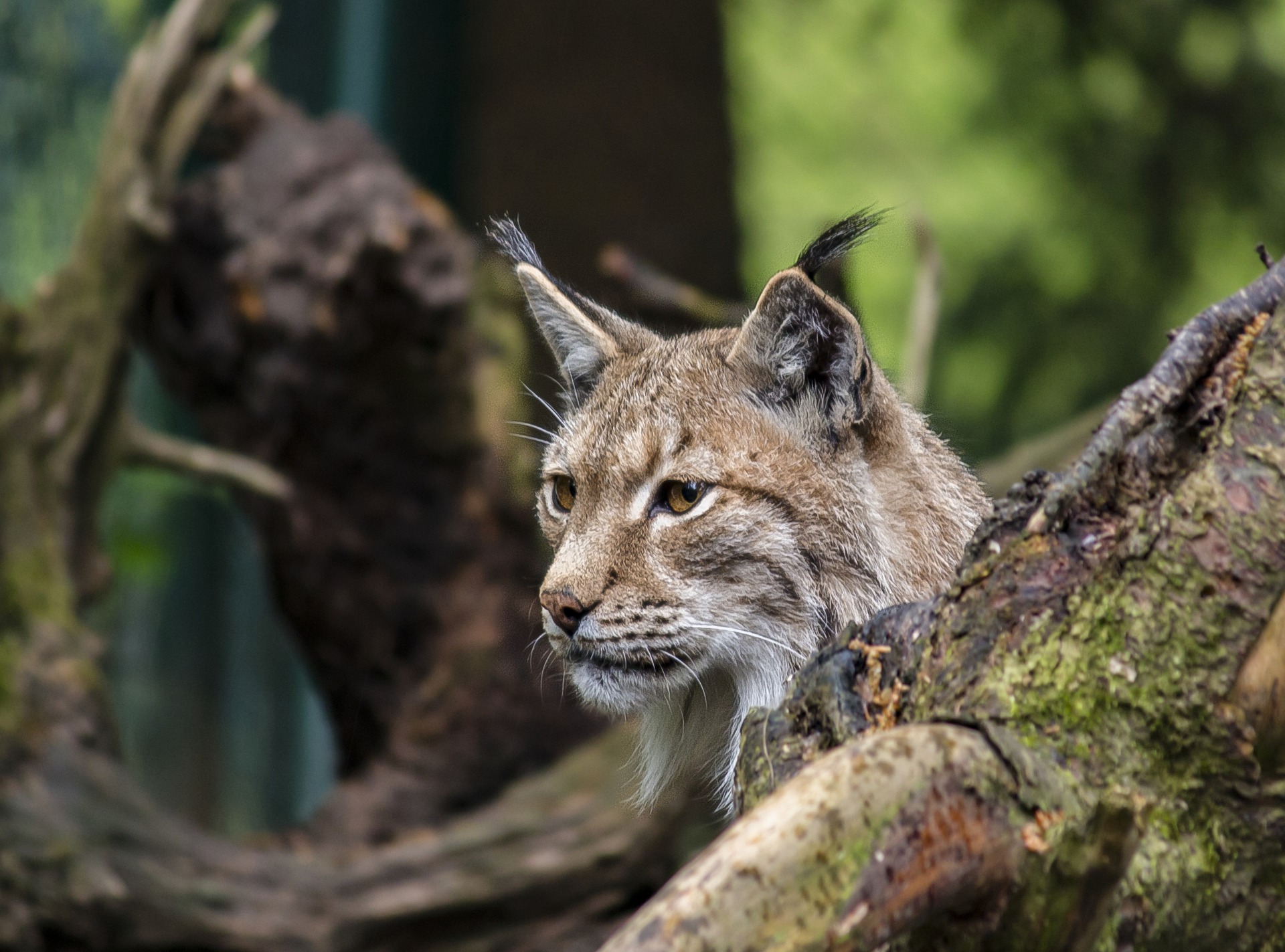L'Etat du Valais dépose une plainte pénale pour un acte de braconnage sur un lynx