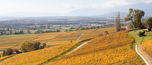 Les vendanges 2021 sont meilleures qu’attendues.