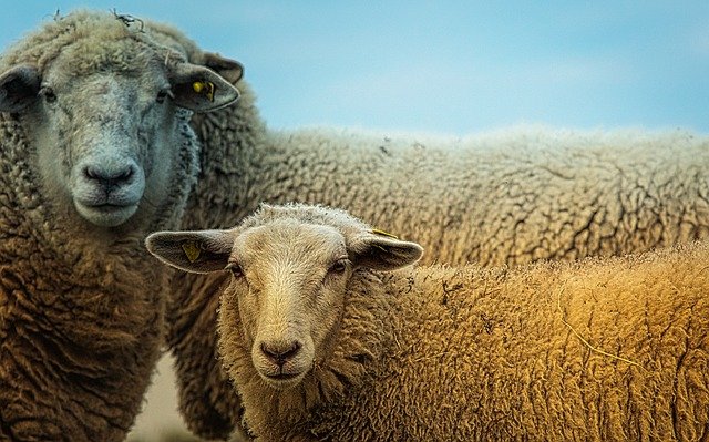 Le Valais lance un programme d’assainissement du piétin dans les troupeaux de moutons