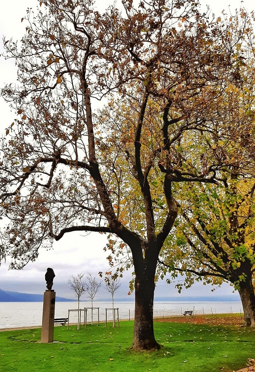 15 arbres malades vont être abattus à Vevey