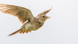 L’alouette des champs a été désignée oiseau de l’année 2022 par BirdLife Suisse