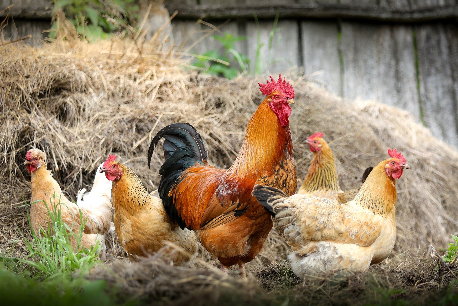 Vaud et Valais instaurent des mesures de prévention contre la grippe aviaire