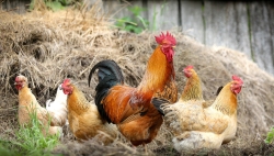 Vaud et Valais instaurent des mesures de prévention contre la grippe aviaire