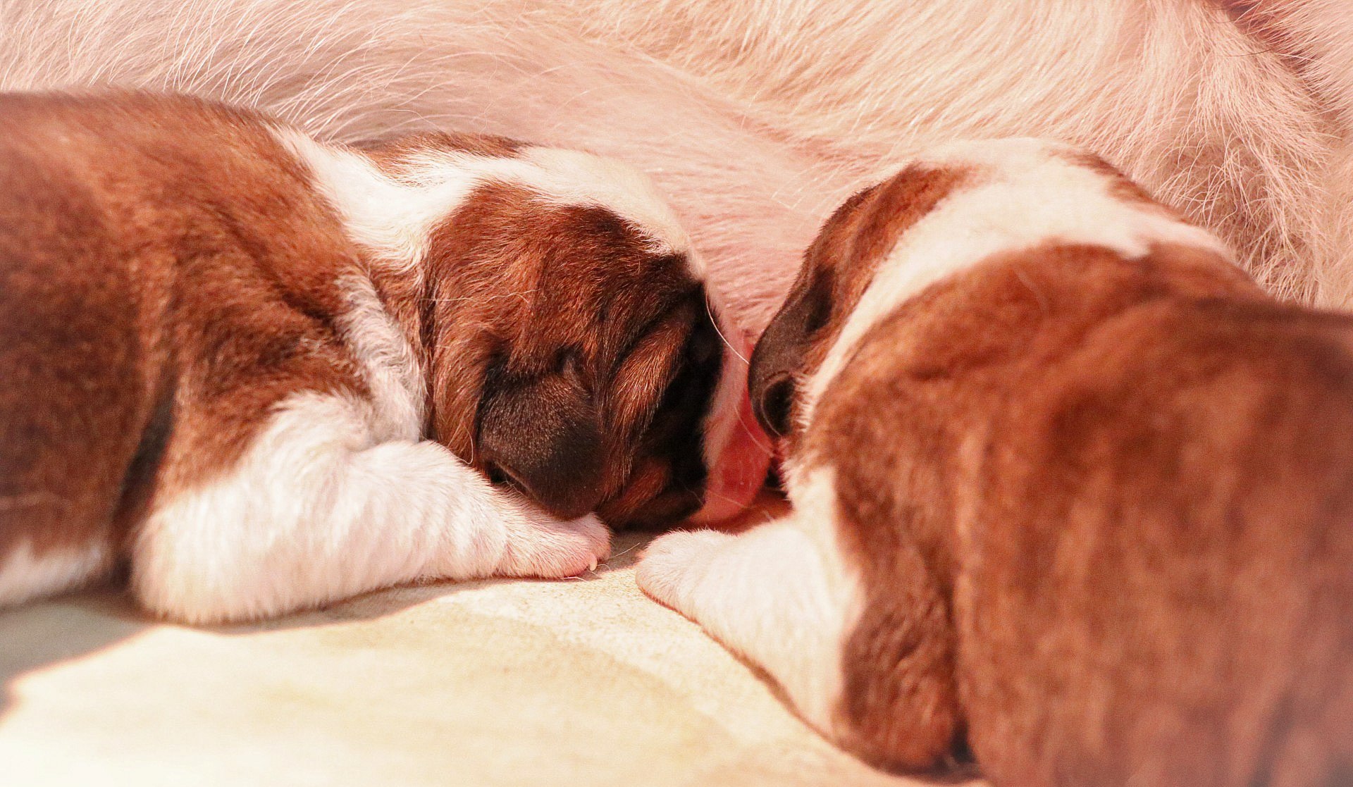 Première portée pour la chienne Saint-Bernard «Roxy»