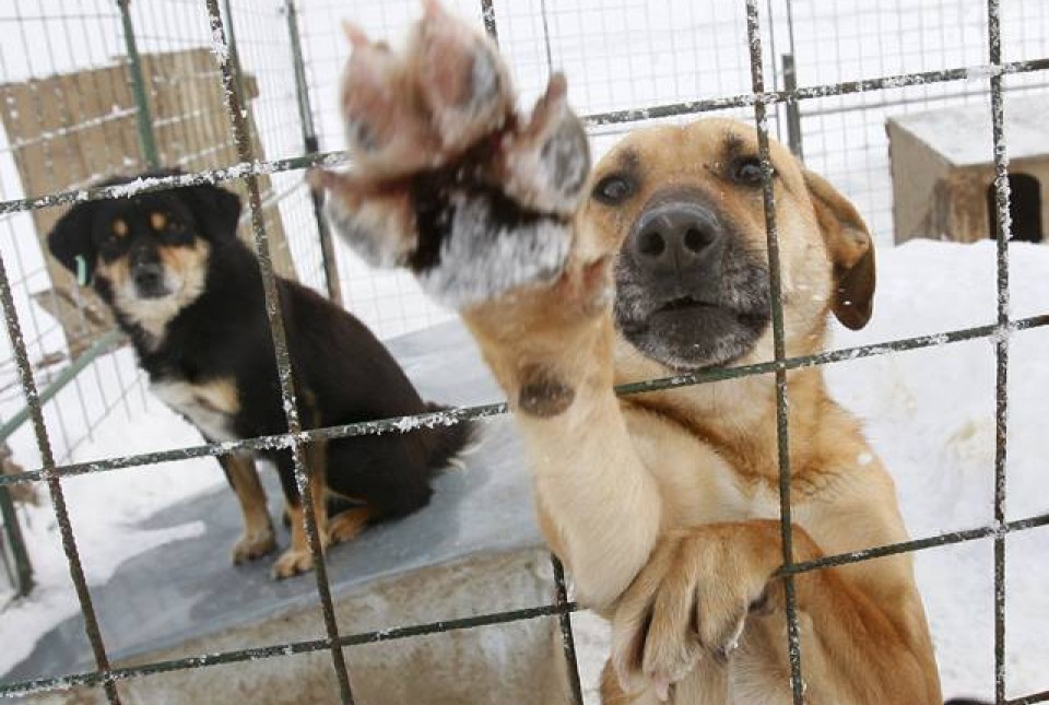 La pandémie de coronavirus a fait exploser les demandes d’adoption de chiens