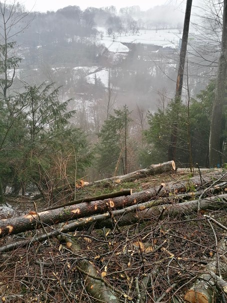 Vevey poursuit l’entretien de ses forêts