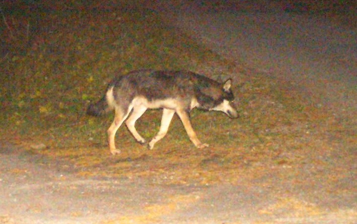 Loup abattu en Valais à la suite d’une suspicion d’hybridation