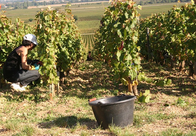 Les membres de la Fédération valaisanne des vignerons ont élu leur nouvelle gouvernance