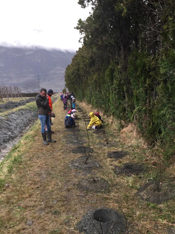 Des arbres et buissons ont été plantés par des écoliers à Martigny