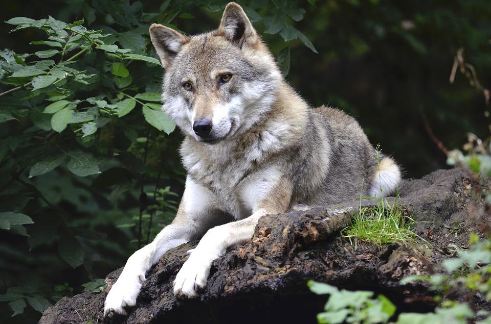 Le Valais renforce son soutien aux éleveurs en raison de l’augmentation du nombre de loups