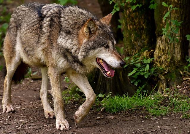 Vaud alloue des aides individuelles aux éleveurs pour protéger les troupeaux des attaques de loups