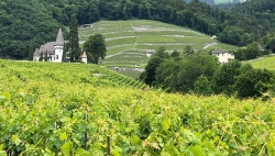 Yvorne, la première appellation viticole de Suisse à se préoccuper globalement de développement durable