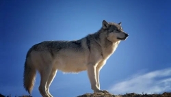 Le Valais ne pourra pas abattre plus de loups ces six prochains mois