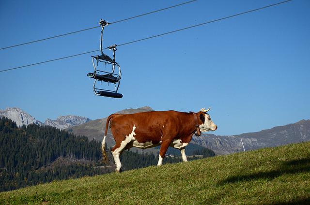 La sécheresse menace les alpages vaudois