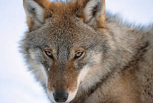 Le canton de Vaud ordonne le tir d’un loup dans les Alpes vaudoises