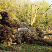 Antagnes déraciné : son arbre est mort
