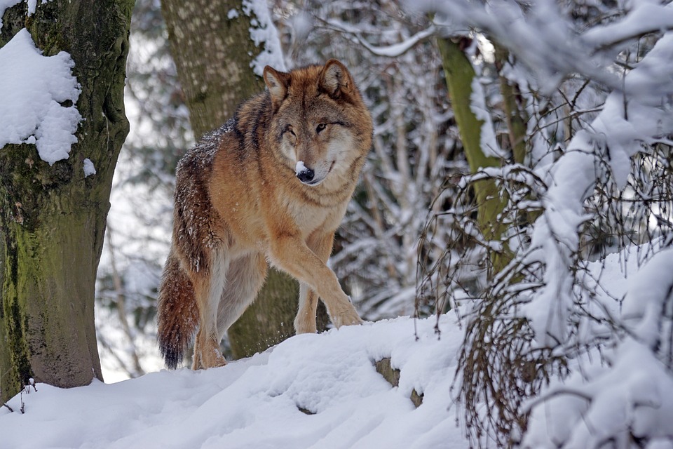 Valais : la lutte contre le loup est un "combat inégal"