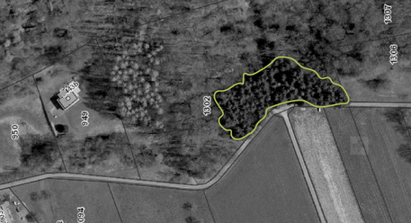 Bex: près de cent épicéas soixantenaires abattus