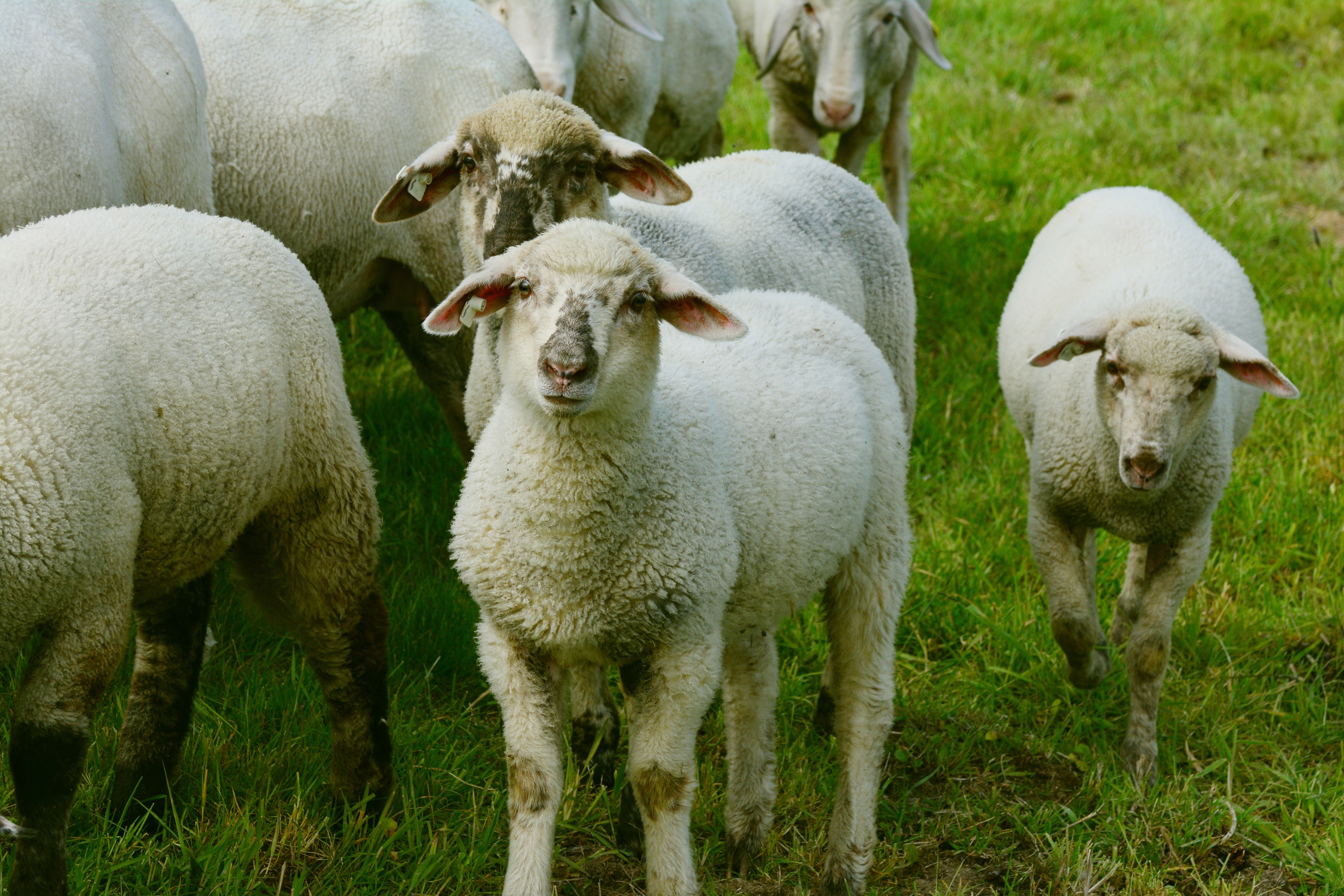Le Valais lance un nouveau programme pour protéger ses troupeaux