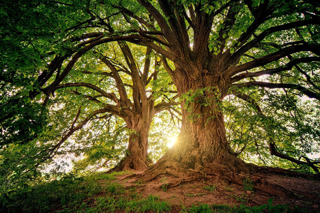 Faire connaître son arbre coup de coeur, c'est possible à Montreux