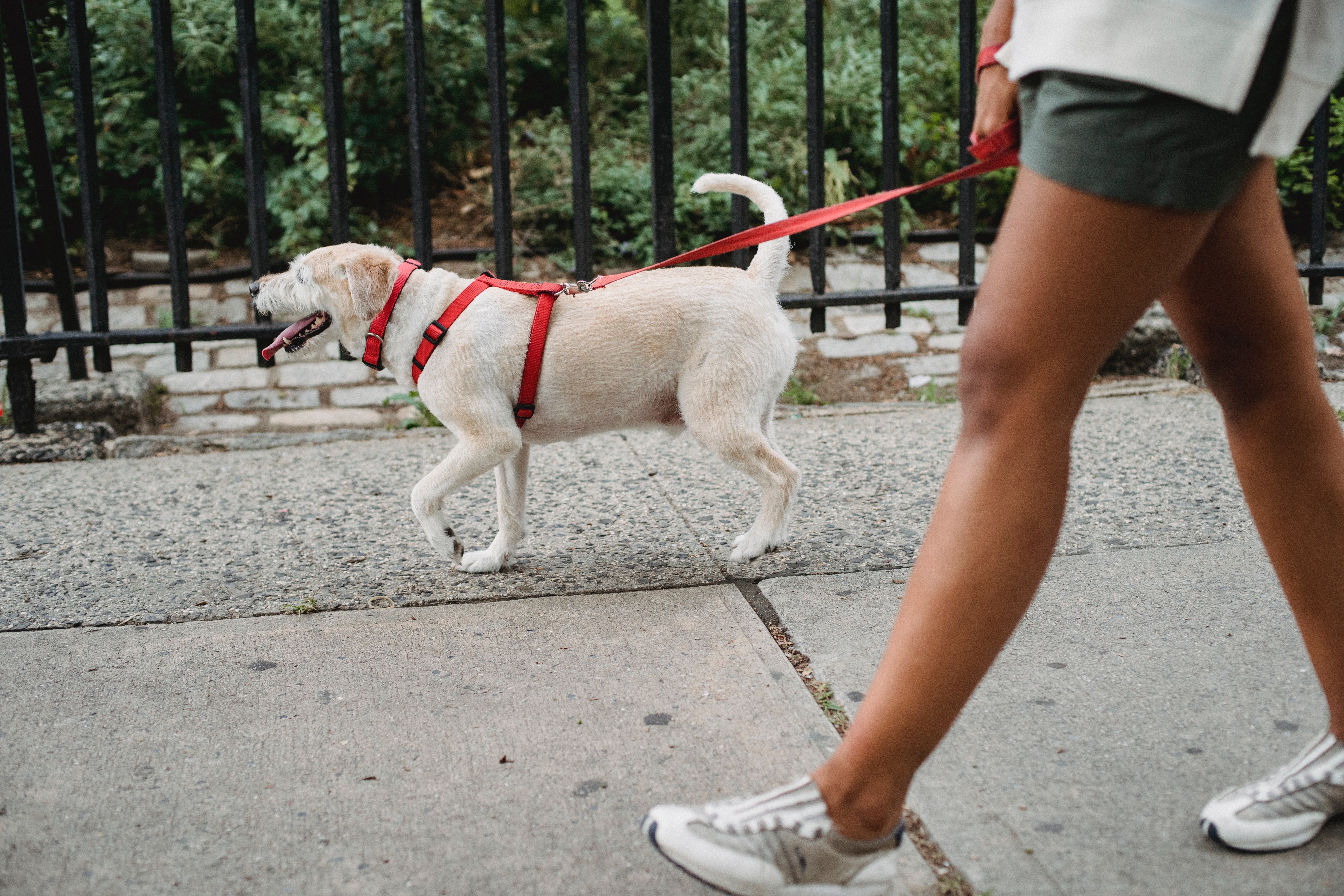 Des potentielles tentatives d'empoisonnement de chiens inquiètent les habitants du Bouveret