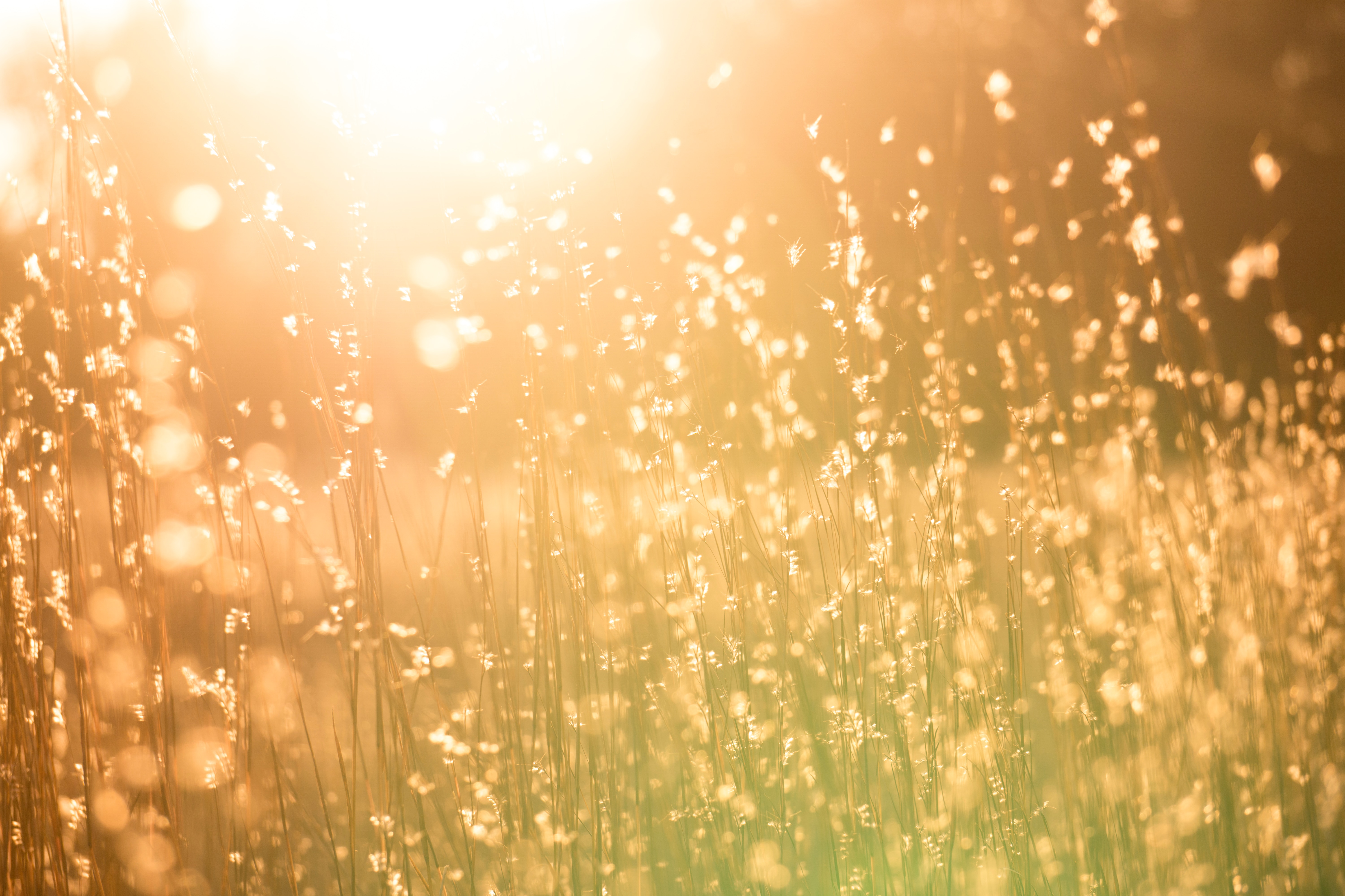 Le canton de Vaud déclenche son plan canicule