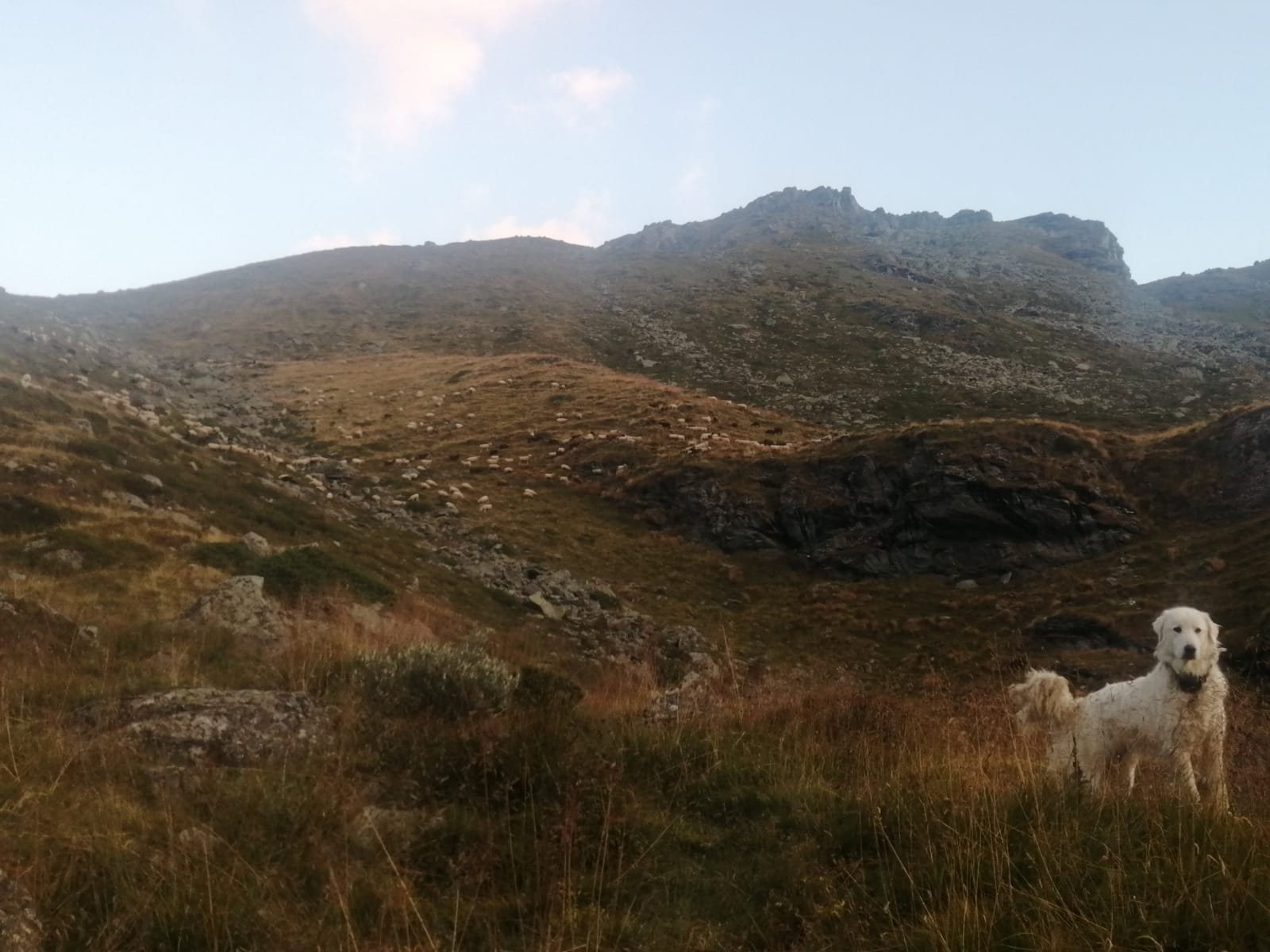 Dans la vallée d'Illiez, une carte interactive permettra de situer les chiens de protection de troupeau