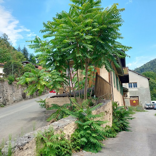 Bex: une matinée de lutte contre l'ailante, une plante envahissante