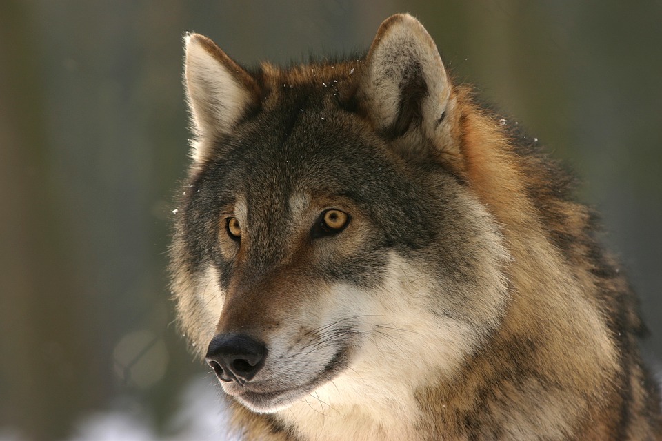 L'Office fédéral de l'environnement demande la reprise des tirs des loups